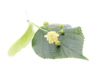 Linde (Tilia grandifolia) Blüte und Blatt auf weißem Hintergru