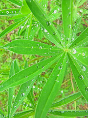 Лист цветка с каплями дождя