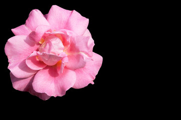 Isolated bright pink rose