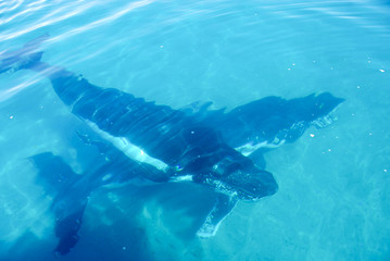Humpback Whale in Hervey bay, Queensland, Australia