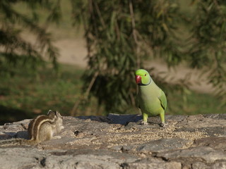 Periquito en el Lodi Garden en Delhi (India)