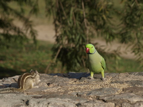 Periquito en el Lodi Garden en Delhi (India)