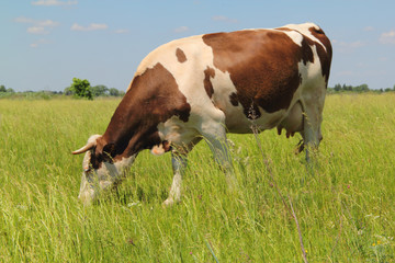 Fototapeta na wymiar The cow in pasture