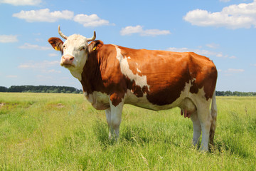 Fototapeta na wymiar The cow in the pasture