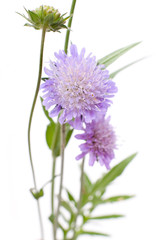 Wiesen-Witwenblume (Knautia arvensis) vor weißem Hintergrund