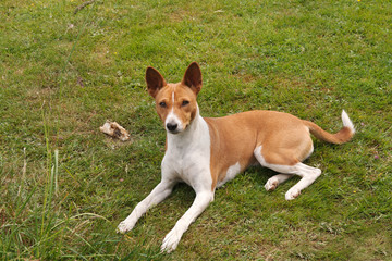 Young puppy lying close to old bone