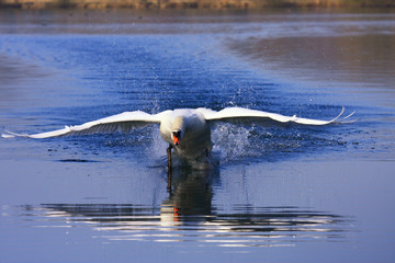 arivée majestueuse d'un grand cygne blanc en colère sur un étang