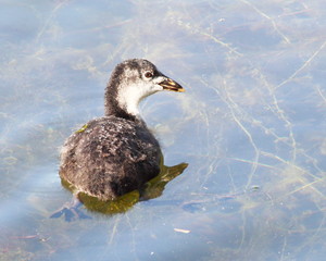 Bébé foulque