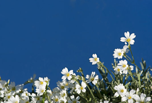 White flowers on blue sky