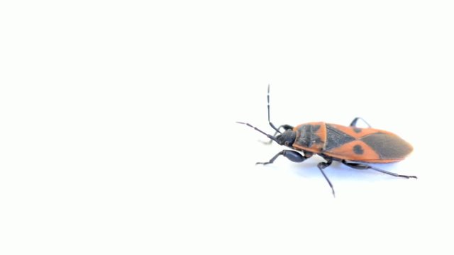 Firebug