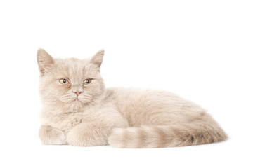 Cute young kitten lie on white looking sides