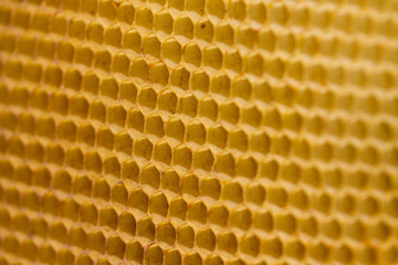 Honeycomb with bees and honey