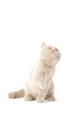 Cute young kitten play  and hunt on white