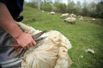 Naklejka premium Cutting off sheep fleece