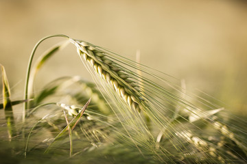 Obraz premium Getreide im Frühling 6