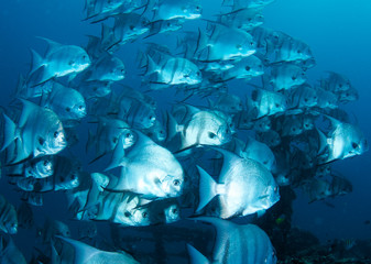 Large School of Atlantic Spadefish swimming over a reef.
