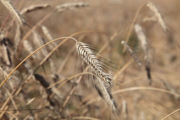 The corn is getting ripe in the field