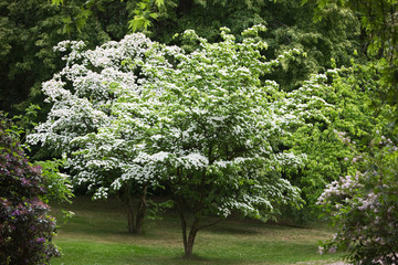 Japanische Blumen Hartriegel