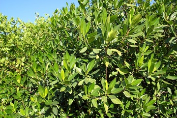 mangrove tree plant in tropical Mexico