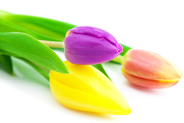 Obraz premium colorful tulips isolated on white