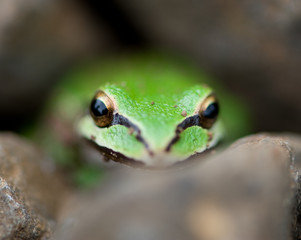 Green Frog