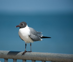 SeaGull on Fence