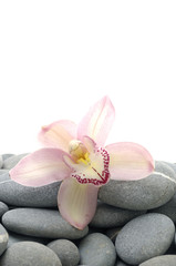 Pile of natural gray stone with beautiful orchid