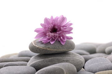 Obraz na płótnie Canvas pink flower on gray pebble