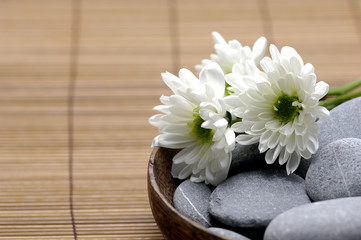 Fototapeta na wymiar Wooden bowl of with fresh white chrysanthemums and stones