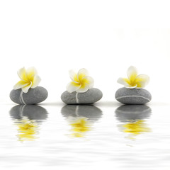 Set of frangiapani flower on stone reflection