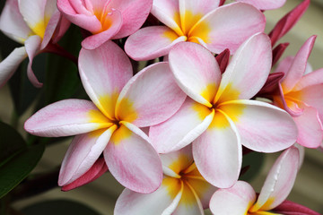 Pink Frangipani (plumeria)
