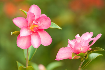 Camellia flowers in garden closeup