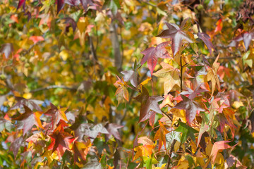 Autumn maple leaves in fall