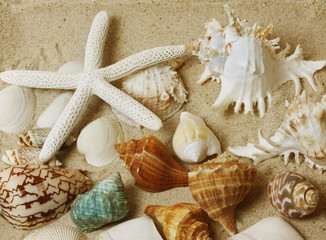 Starfish on the Beach