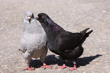 Obraz premium Modena Taube