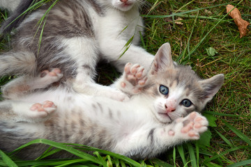 chaton gris sur le dos montrant ses coussinets