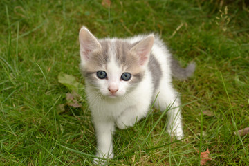 Naklejka na ściany i meble Szary i biały kotek w trawie