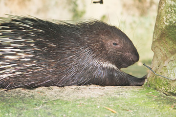 Porcupine