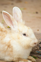 Cute Rabbit