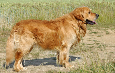 golden retriever  doré dans les champs