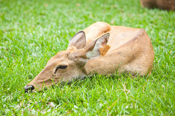 Beautiful deer on green grass