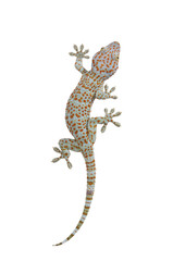Tokay gecko - Gekko gecko isolated on white background - obrazy, fototapety, plakaty