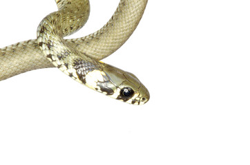 snake