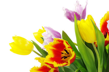 tulips
