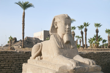 Fototapeta premium Sphinx