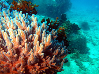 Soft coral, Vietnam, Nha Trang