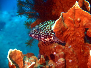 Coral fishes, Vietnam, Nha Trang