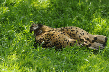 Appenzeller Spitzhaube