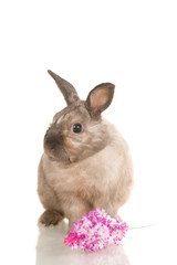 Adorable cute rabbit sit on white background with flowers