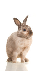 Adorable cute rabbit sit on white background